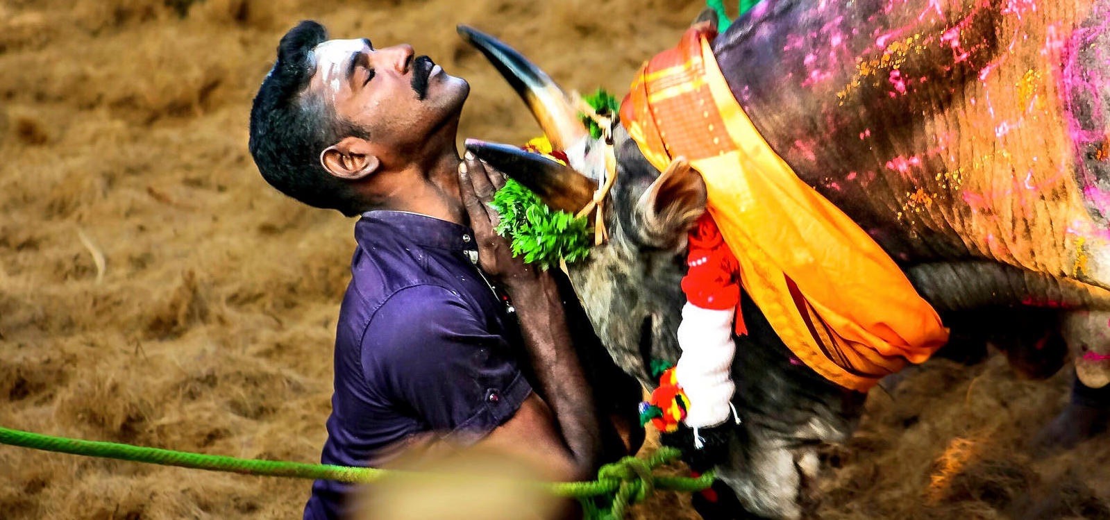 Jallikatu Image